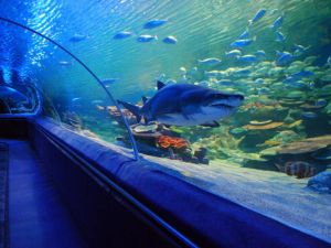 اكواريوم عالم البحار أنقرة