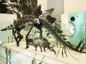 متحف التاريخ الطبيعي في أنقرة