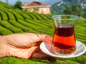 مزارع الشاي في ريزا