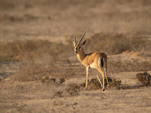 Saudi Arabia Using Wildlife to Restore Ecology