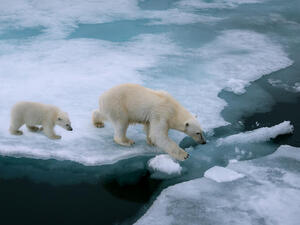 Researchers: ‘Global Warming Skyrockets Cross-Species Virus Transmission'