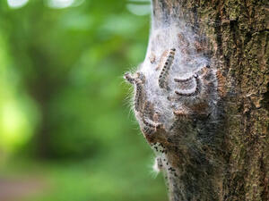 Global Warming Causing Harmful Insects to Migrate to Istanbul