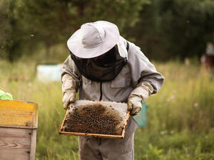 Tanzania’s Women Beekeepers Shield Wildlife