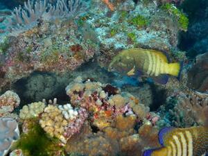 Scientists Team up in Tanzania to Save Coral Reefs