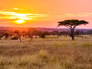 Habitat Loss Endangers Tanzania’s Migratory Birds