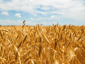 Wheat Prices in Africa up 60% Due to Russia-Ukraine War