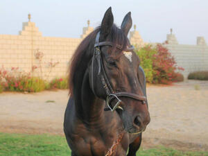 Young Saudi Rides to the Rescue of Neglected Racehorses