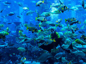 The Best Scuba Diving Spots in the Middle East