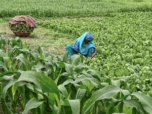 Bangladeshi Farmers Use Alternatives to Beat Climate Change