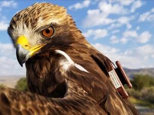 Turkish Researchers Track Cross-Continent Journey of Migratory Bird