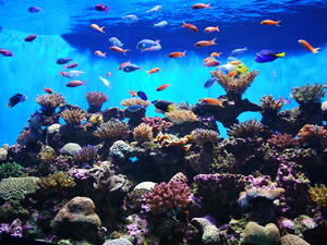 Home to more than 33,000 marine creatures, responsibly and ethically sourced from around the world, The National Aquarium will be led by a world-class team of 80 qualified marine experts and specialists.