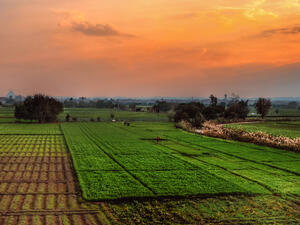 Egypt: Agricultural Exports Exceed 5 Million Tons in 2020 Despite Virus Outbreak