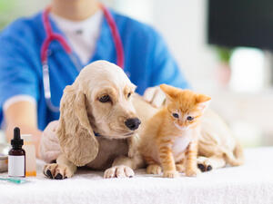 Startup of the Week: Vetwork - Redefining MENA’s Animal Care Industry