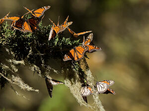 (Shutterstock/ File Photo)