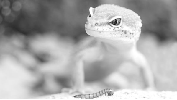 ما تفسير رؤية السحلية في المنام؟ 