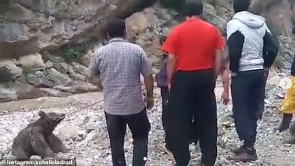 After being wounded, the clearly exhausted animal is tied up with a piece of rope by a group of men who then load the bear into a truck. (Instagram/Soheiloladzad)