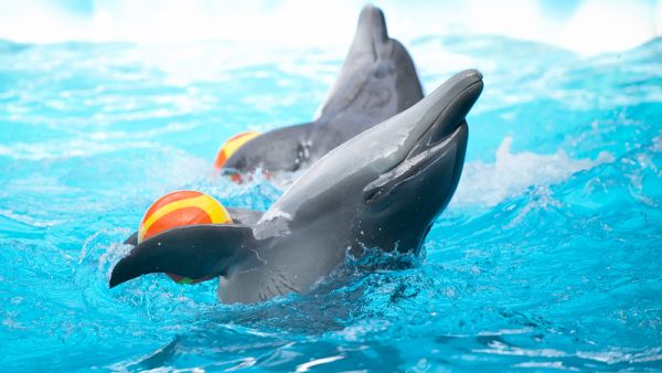 (Shutterstock/ File Photo)