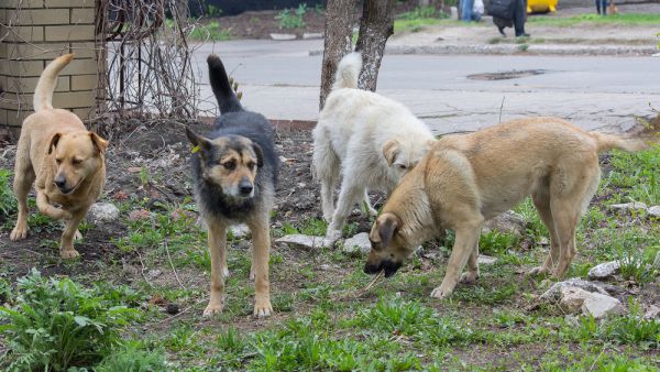 (Shutterstock/ File Photo)