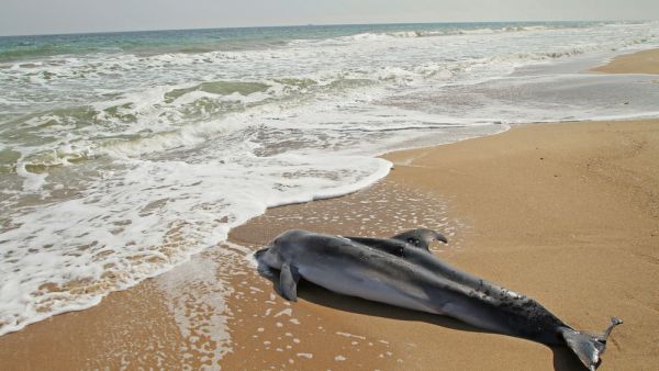 (Shutterstock/ File Photo)