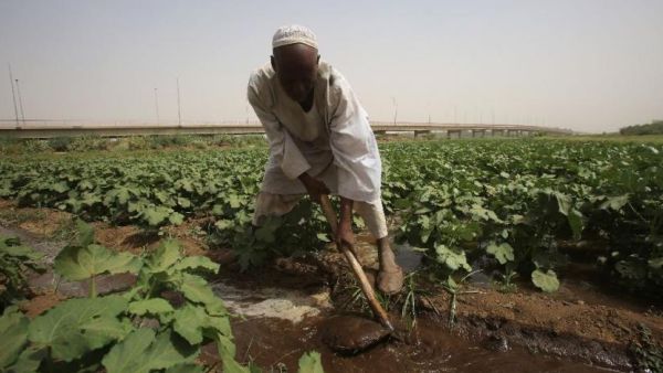 Saudi Arabia and the United Arab Emirates have pledged to donate 50,000 tons of agricultural aid to Sudan. (AFP)