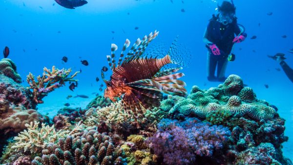 Red lionfish, Pterois volitans. (Shutterstock/ File Photo)