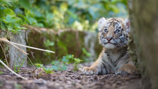  Bengal tigers (Shutterstock)	