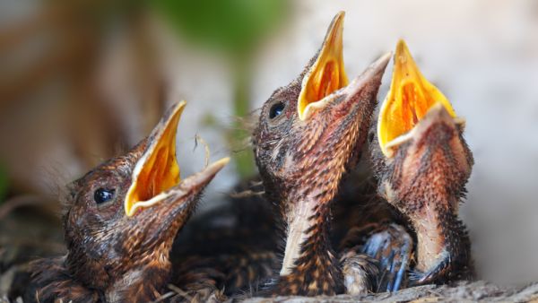 (Shutterstock/ File Photo)