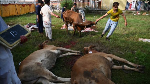 Pakistani butchers prepare to slaughter a cow after offering prayers during the Eid al-Adha festival in Islamabad on August 12, 2019. (AFP)