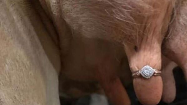 Facebook  users were left horrified after a man proposed to his significant other by putting a diamond ring on a cow's udder, in a post shared to the Facebook group That's it, I'm ring shaming (Facebook)