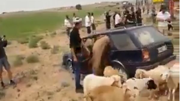 سيارة الخرفان