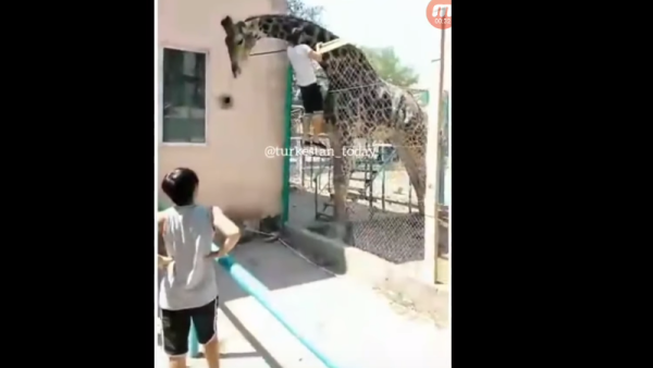 A drunk zoo visitor was filmed climbing up the fence of a giraffe's enclosure and getting onto its back to take a ride! (Screenshot/ YouTube)