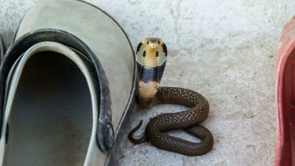 (Shutterstock/ File Photo)