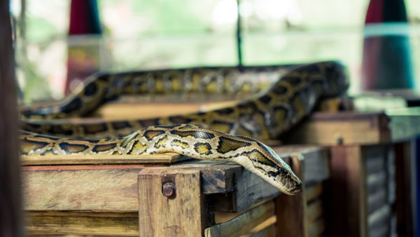 (Shutterstock/ File Photo)