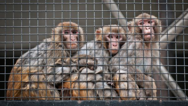 (Shutterstock/ File Photo)