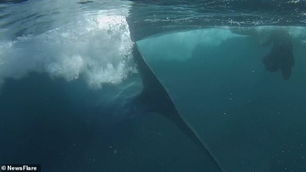The video captures the full length of the animal as it leaves the diver, including its impressive v-shaped tail. (News Flare)