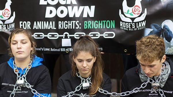Three protesters shackled themselves to pillars at Brighton Town Hall at 4pm on Sunday and were still there on Monday morning. (Daily Mail)