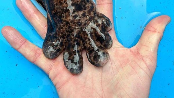 Giant salamander (Twitter)