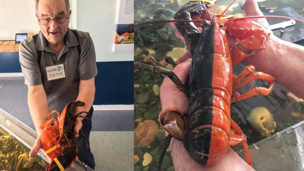 The lobster, which is half brown and half red, was caught off the coast of Maine and donated to the Maine Center for Coastal Fisheries. (Screenshot)