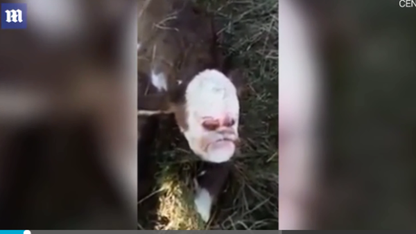 The poor cows face appears squashed in from the front, the characteristic snout and eye placement eerily out of order. (Screenshot)