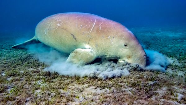 Dugong (Dugong dugon) eating sea grass (Shutterstock)	
