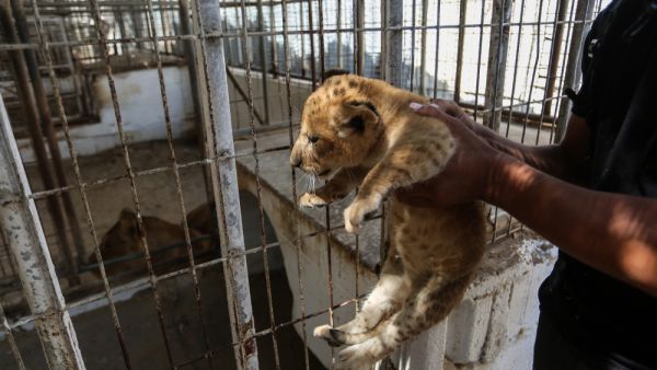 Rafah Zoo (Shutterstock)	