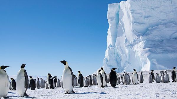 Emperor penguins are probably the only species for which scientists can be confident of their numbers. (Shutterstock/ File Photo)