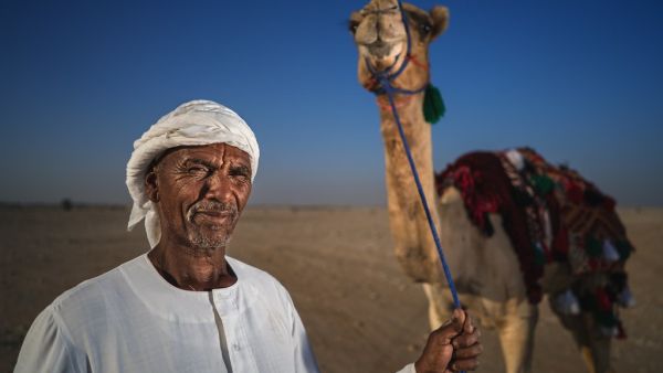 "ما هكذا تورد الإبل" و "على نفسها جنت براقش" هي أمثال عربية معروفة..لكن كيف بدأت قصتها؟