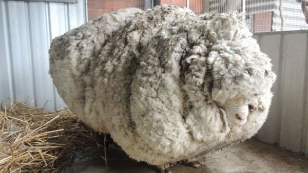 Chris, the Merino sheep  (Twitter)