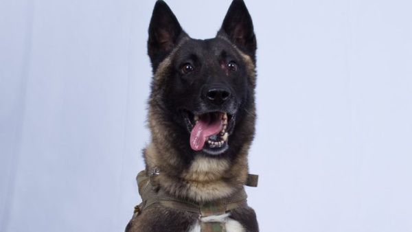 A dog that did such a GREAT JOB in capturing and killing the Leader of ISIS (Twitter)