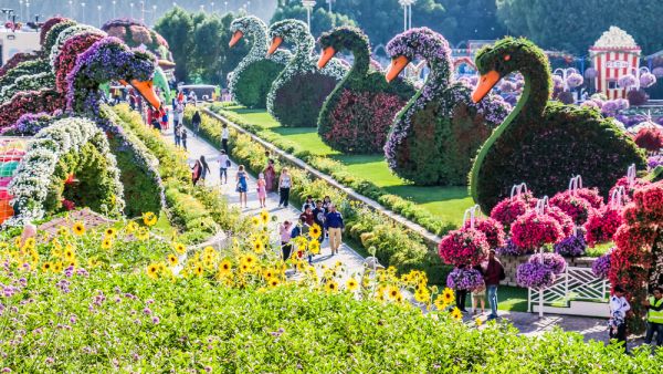 Beautiful Flourish Duck and Flower Landscape Miracle Flower Garden with over 45 million flowers in a sunny day, Dubai, UAE. (Shutterstock/ File Photo)