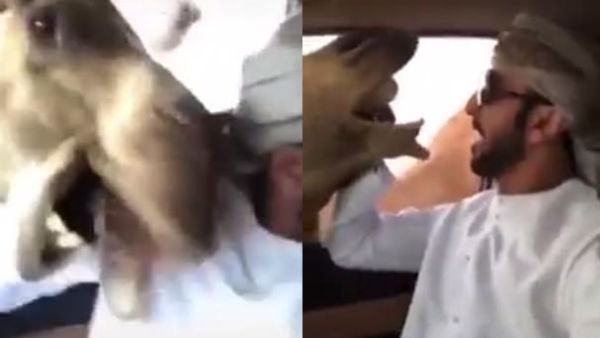 TV presenter Ahmad Salayem tried to feed one camel bread (right) so it would stop interrupting his recording (left) as he sat in his car in Dubai. (Video Screenshot)