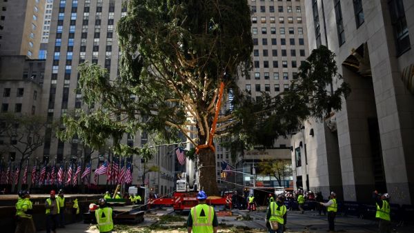 Workers raise the Rockefeller Center Christmas Tree in front of the Rockefeller Center in New York City on November 9, 2019.  The 77-foot tall tree is from the village of Florida in Orange County, New York. Johannes EISELE / AFP