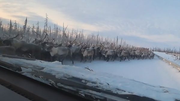 A herd of reindeer's blocked a snow-covered road between Salekhard and Nadym, which is around 2,000 miles north east of Moscow. (/Video Screenshot/ Daily Mail)