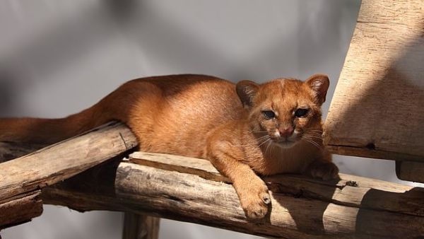 The Argentine Animal Rescue Foundation will provide Tito (pictured),  the three-month-old wild cat, with appropriate care before it's returned to its natural habitat. (Argentine Animal Rescue Foundation)